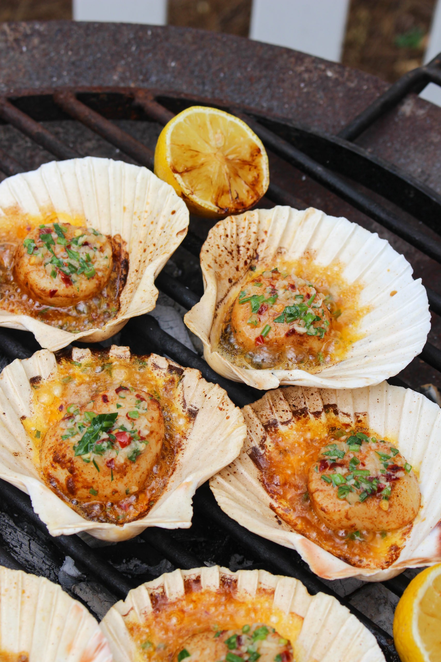 Grilled Scallops in the Shell